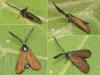Theresimima ampellophaga